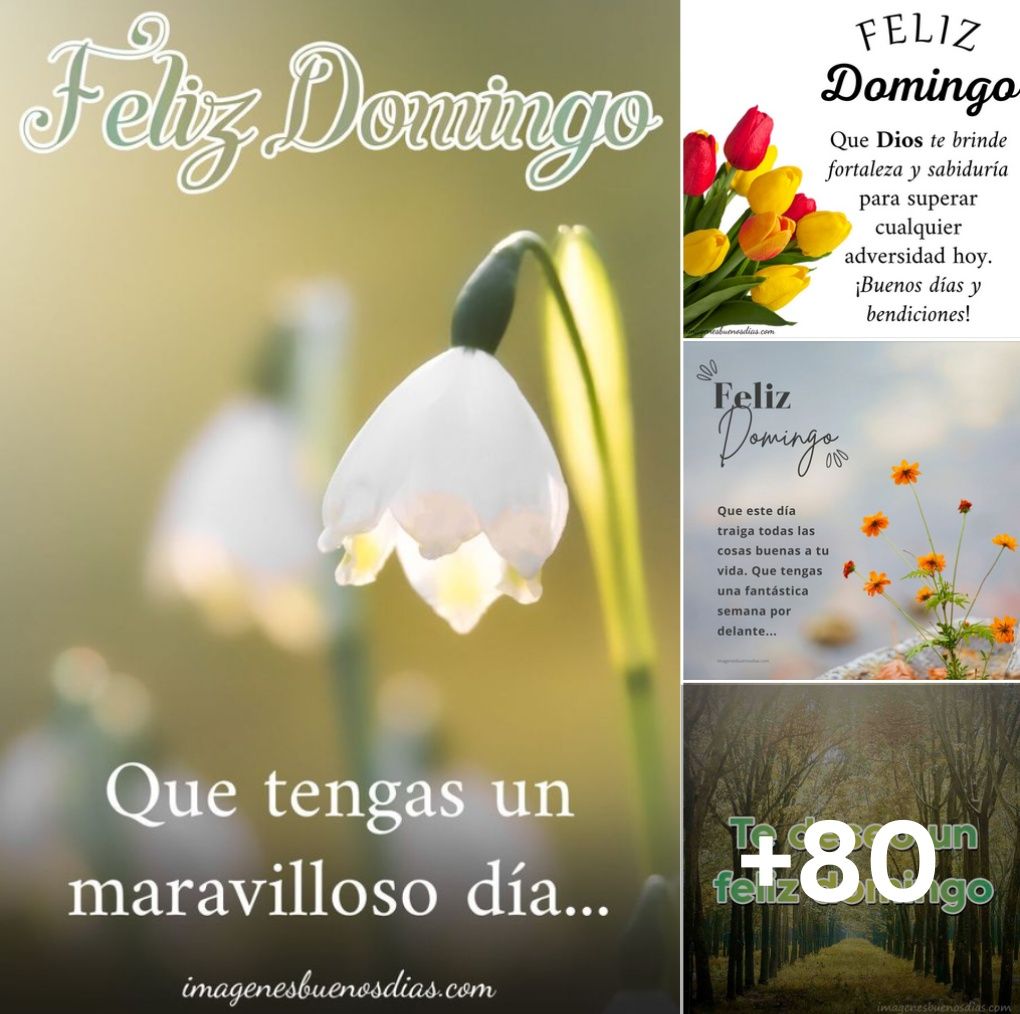 Que Tengas Un Maravilloso Domingo Frases Imágenes De Feliz Domingo