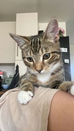 tabby noname full video | Topic