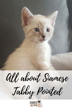 tabby noname full video | Topic