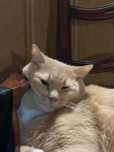 tabby noname full video | Topic